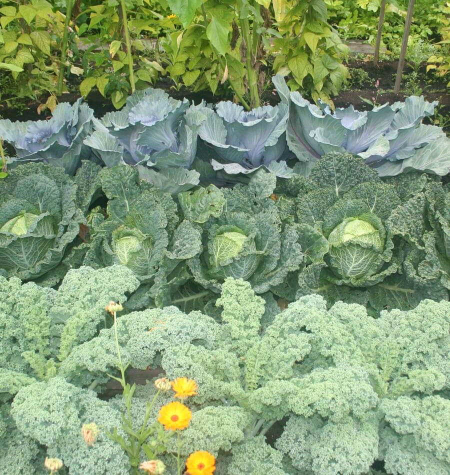 Companion Planting West Coast Seeds Companion Planting West Coast Seeds