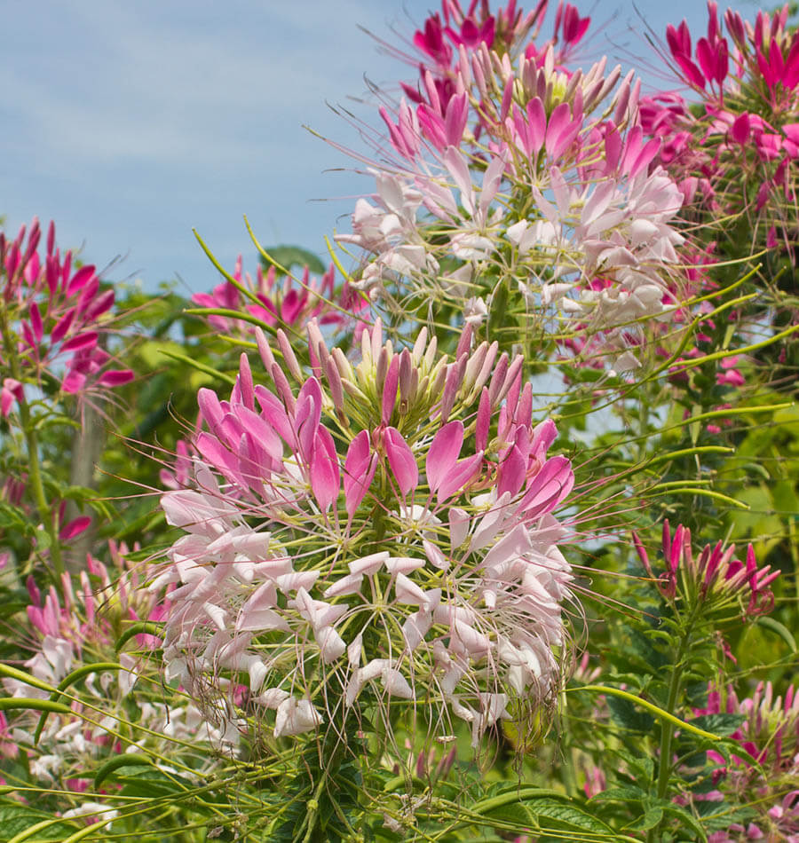 How to Grow Cleome from seeds West Coast Seeds