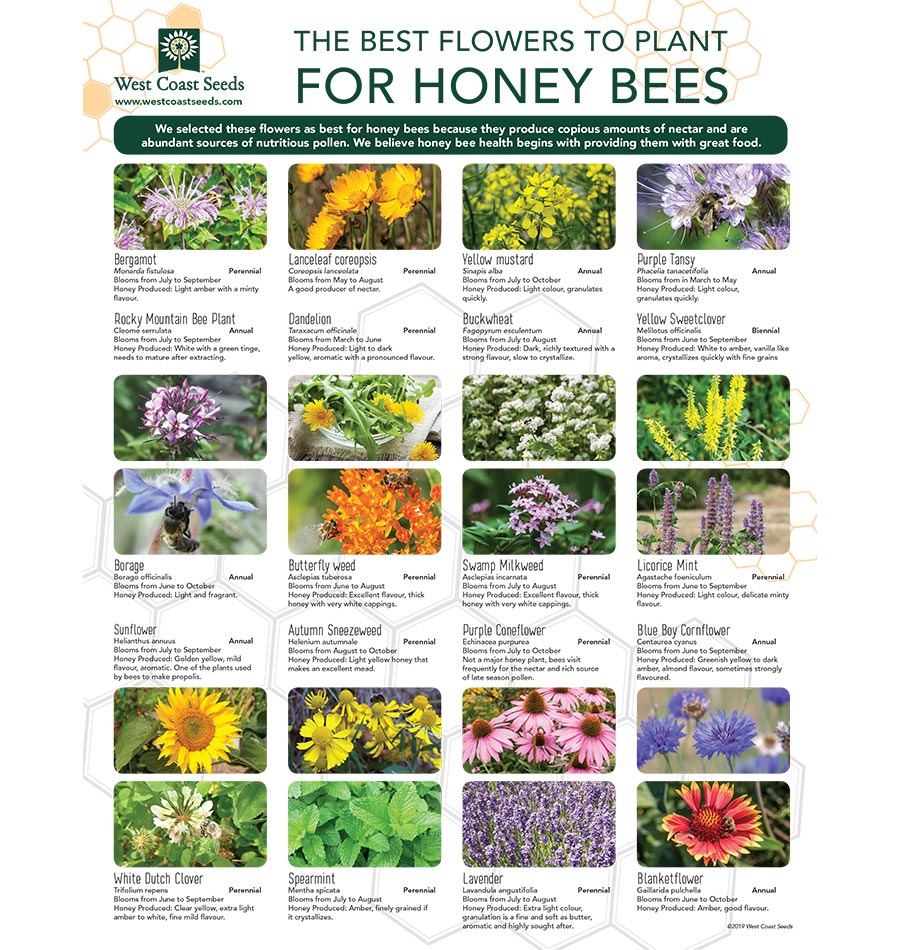 Best Flowers For Bees In Texas At William Pfeffer Blog Best flowers for bees in texas at william pfeffer blog