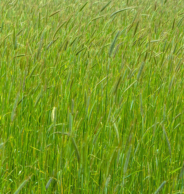 How to Grow Annual Ryegrass