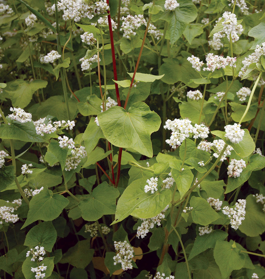 How to Grow Buckwheat West Coast Seeds