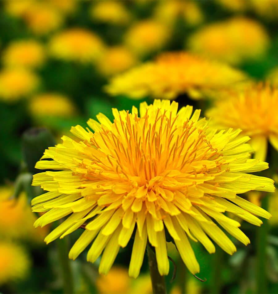 How to Grow Dandelions from Seed West Coast Seeds