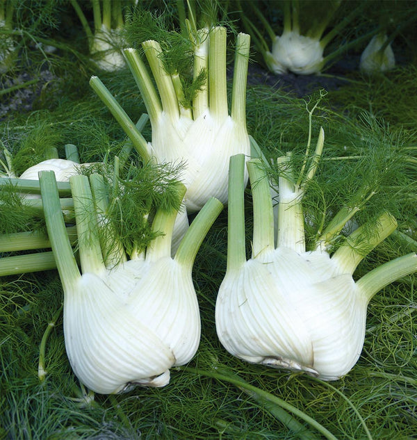 How to grow fennel from seeds