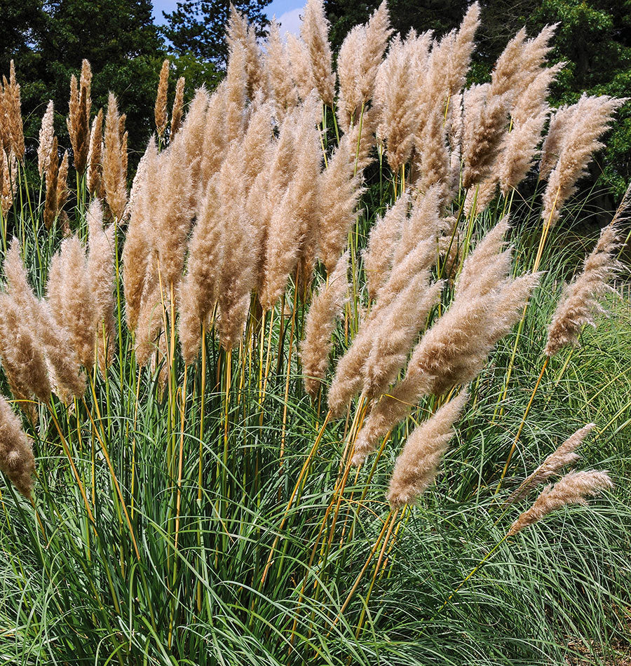 How to Grow Pampas Grass West Coast Seeds