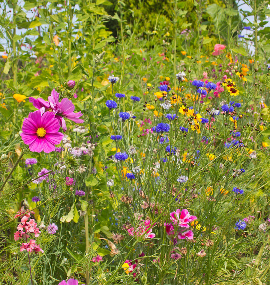 Plant Flower Seeds for Bees and Pollinators West Coast Seeds