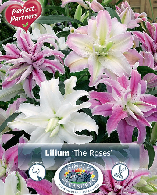 Lily The Roses 3pk