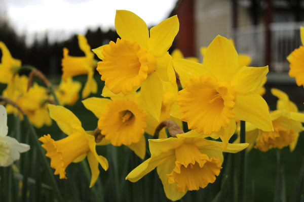 How to Grow Flower Bulbs