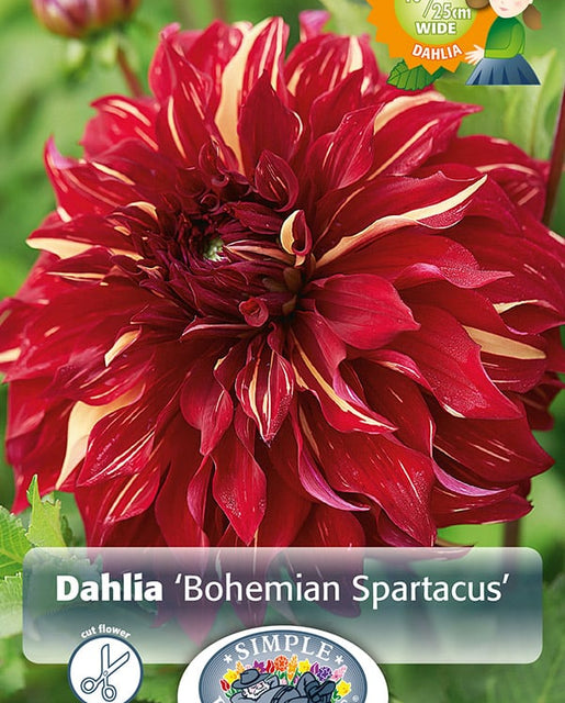 Dahlia Bohemian Spartacus 1pk