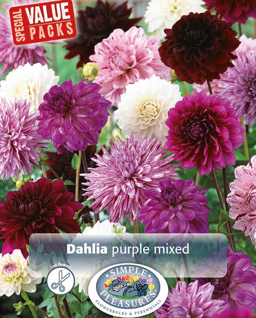 Dahlia Purple Mix 3pk