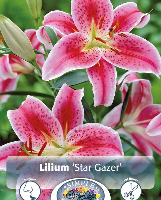 Lily Star Gazer 2pk