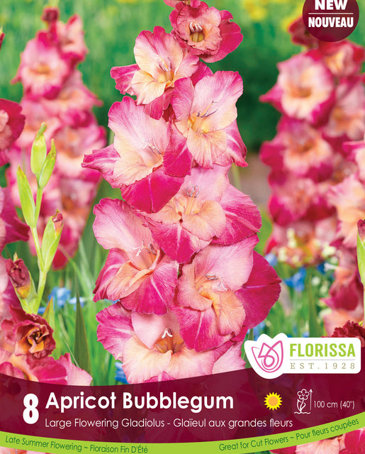 Gladiolus Apricot Bubblegum 8pk