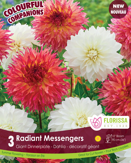 Dahlia Radiant Messengers 3pk
