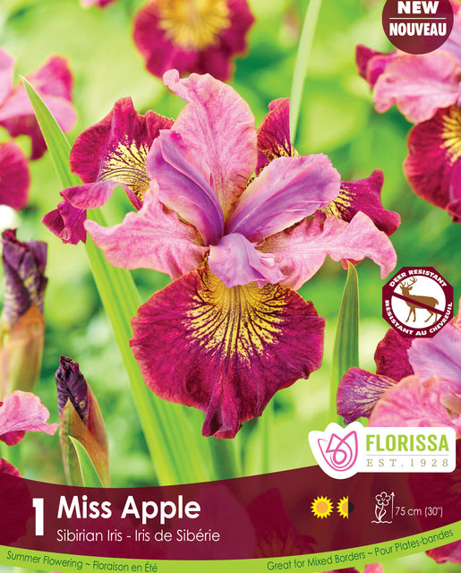 Iris Miss Apple 1pk