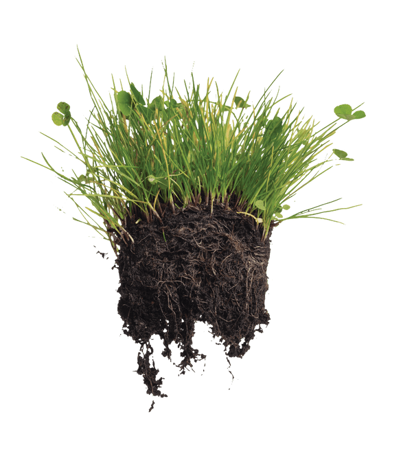 west coast seeds lawn solutions grub resistant