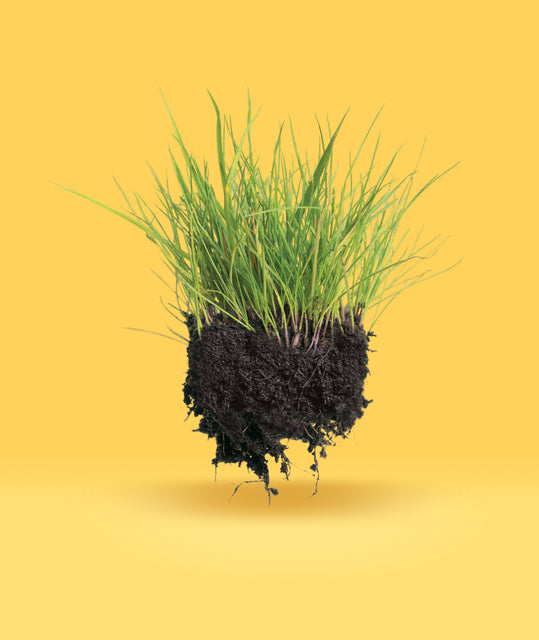Tall fescue chunk west coast seeds in yellow background