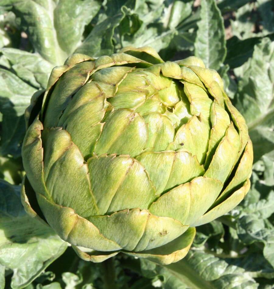 Green Globe Artichoke Seeds West Coast Seeds