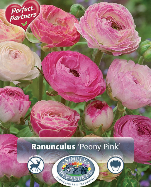 Ranunculus Peony Pink 20pk