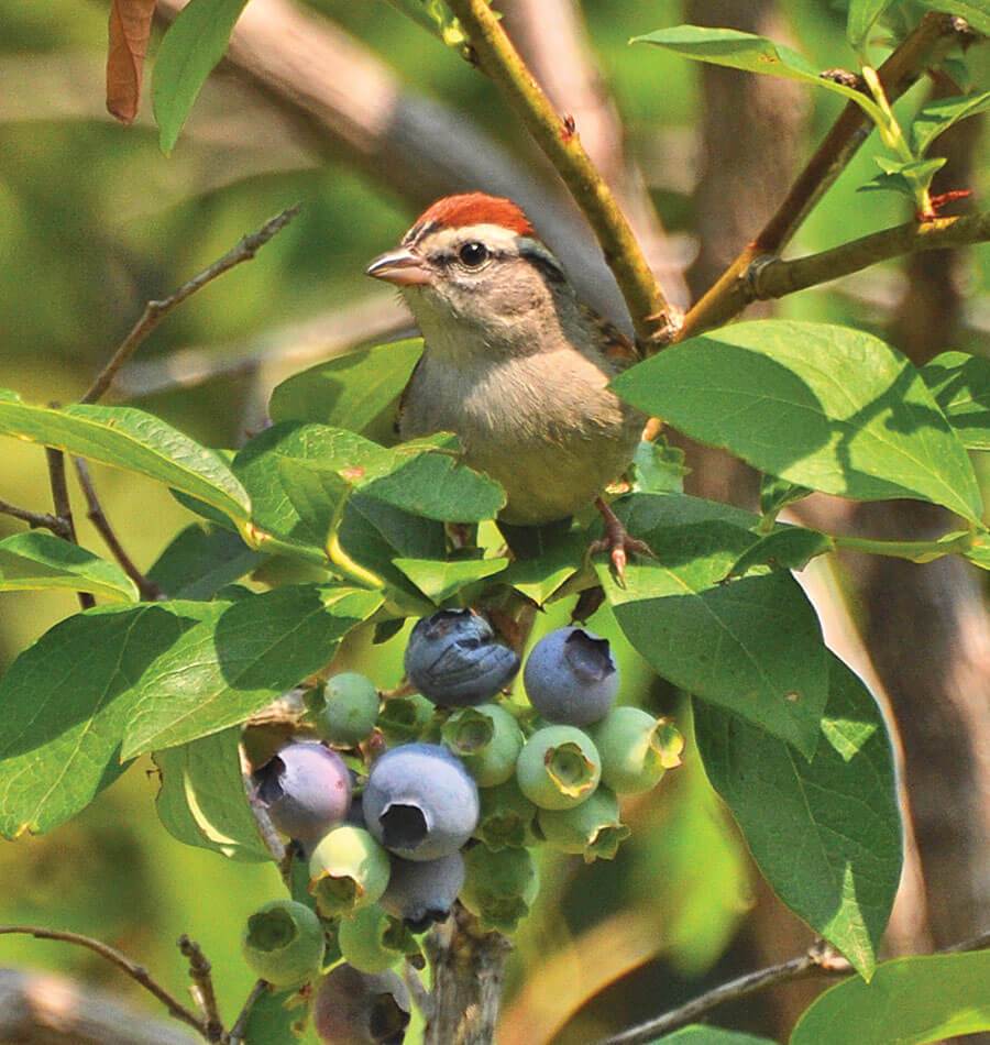 Bird X Protective Netting West Coast Seeds