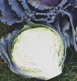 Deadon-Winter Cabbage seeds cut CB245_