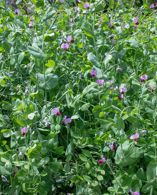 Winter Field Peas Organic
