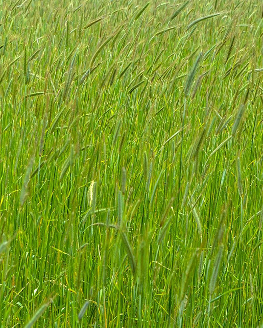 Annual Ryegrass Cover Crop Seed Certified Organic