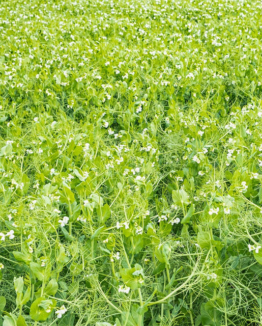 Spring Field Peas Organic