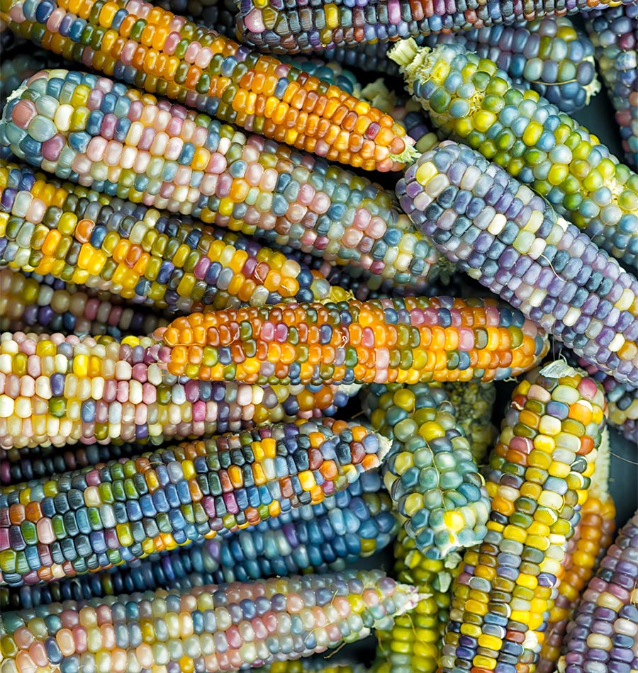 Glass Gem Corn Popped