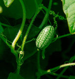 Cucamelon Seeds and Plants