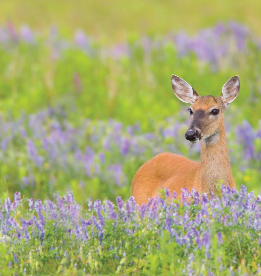 Deer X Protective Netting West Coast Seeds