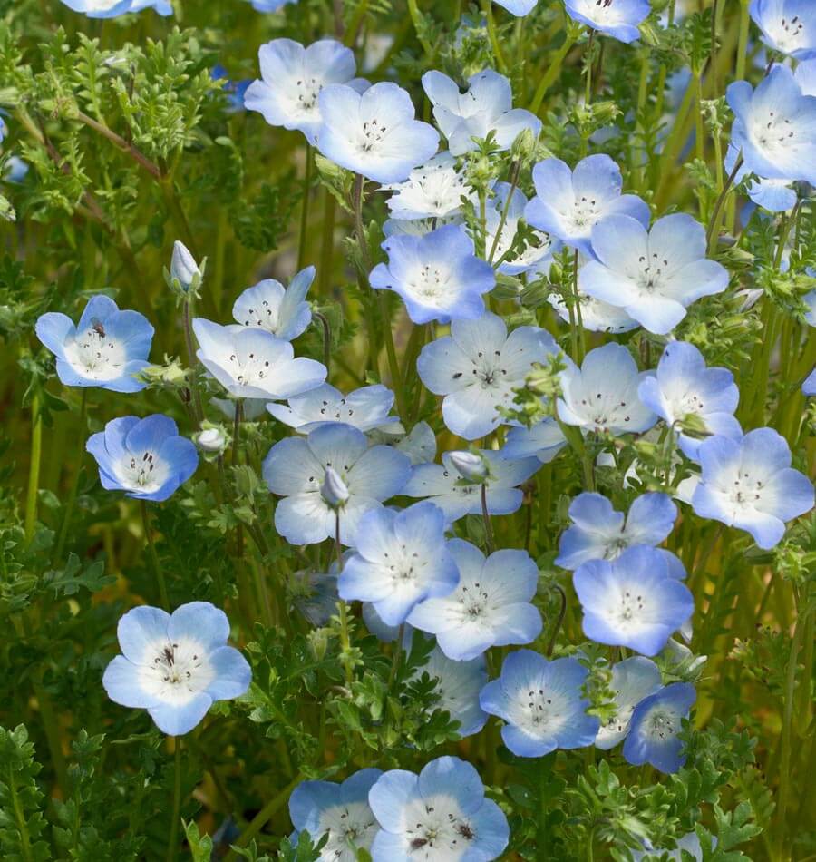 Baby Blue Eyes Nemophila Seeds West Coast Seeds