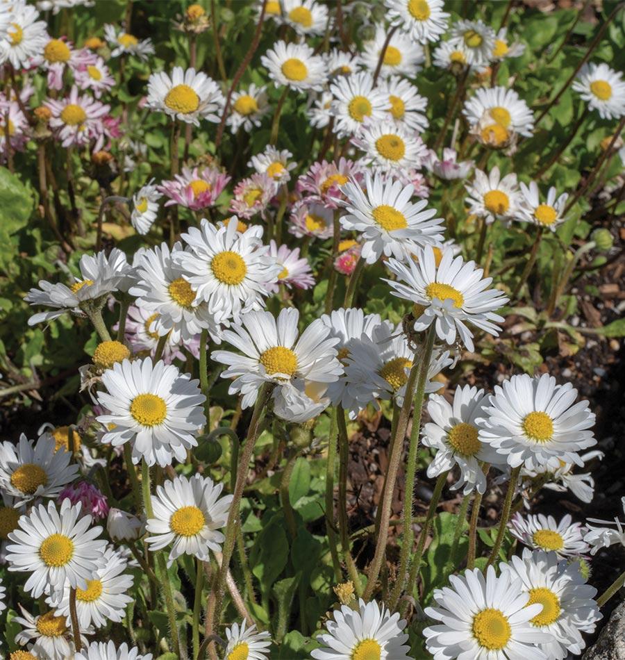 Bellis English Daisy Seeds – West Coast Seeds