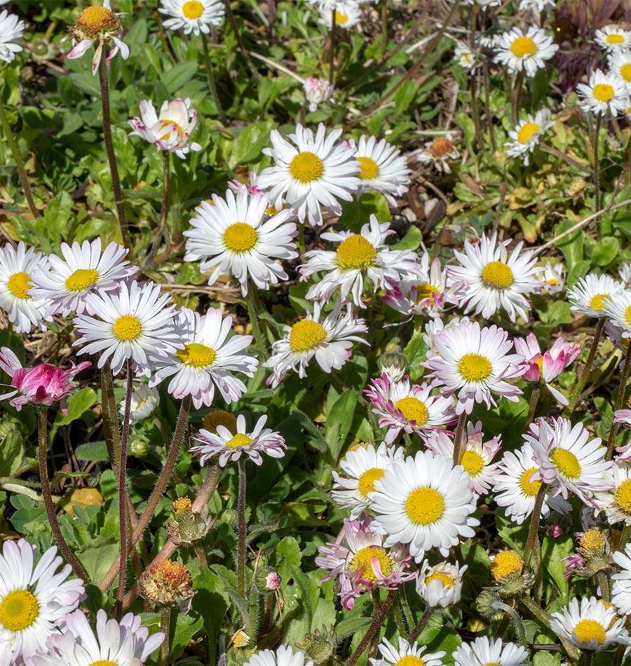 Bellis English Daisy Seeds – West Coast Seeds