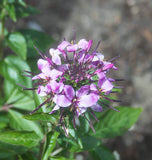 Cleome serrulata seeds Rocky Mountain Bee Plant