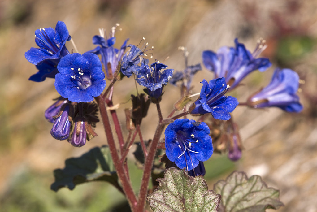 California Bluebell Seeds – West Coast Seeds