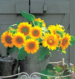 Sunrich Gold Sunflower Seeds