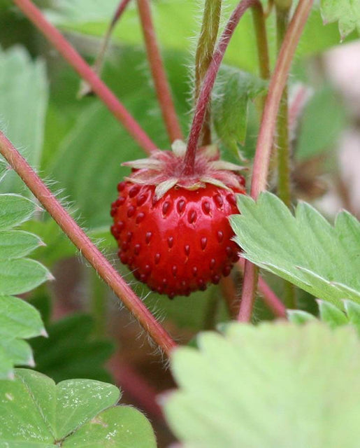 Mingnonette Alpine Strawberry Seeds FR820