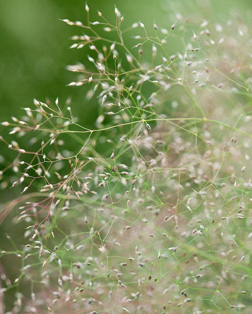 Cloud Grass Seeds