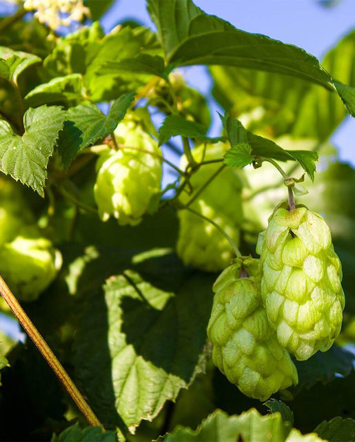 Brewer's Gold Organic Hops Rhizomes