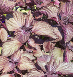Shiso Seeds Red Perilla
