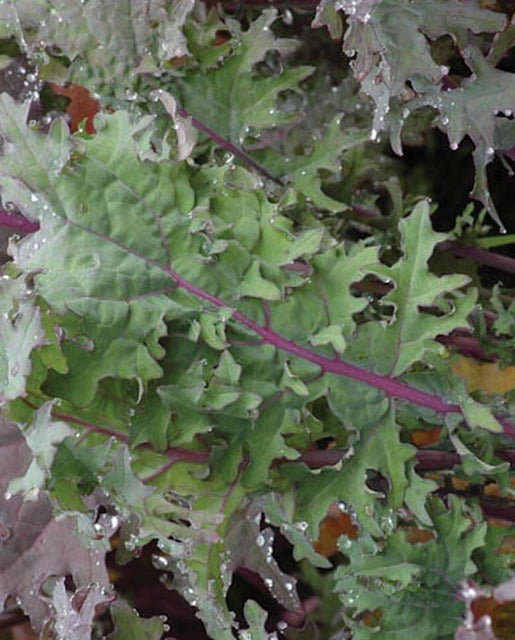 Winter Red Organic Kale Seeds KL432-1
