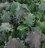 Kale Storm Multi-Seed Pellets