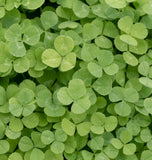 Micro Clover Seed Pelleted