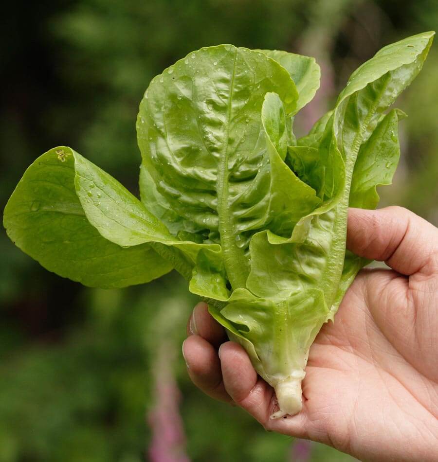 Little Gem Romaine Lettuce Seeds West Coast Seeds