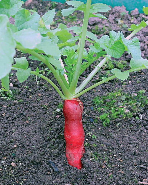 Mini Red Daikon Radish Seeds for Organic Growing