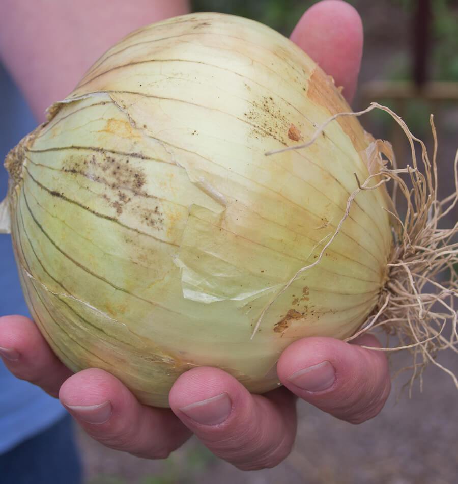 Ailsa Craig Sweet Onion Seeds West Coast Seeds