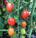 Principe Borghese Tomato Seeds TM806-2 