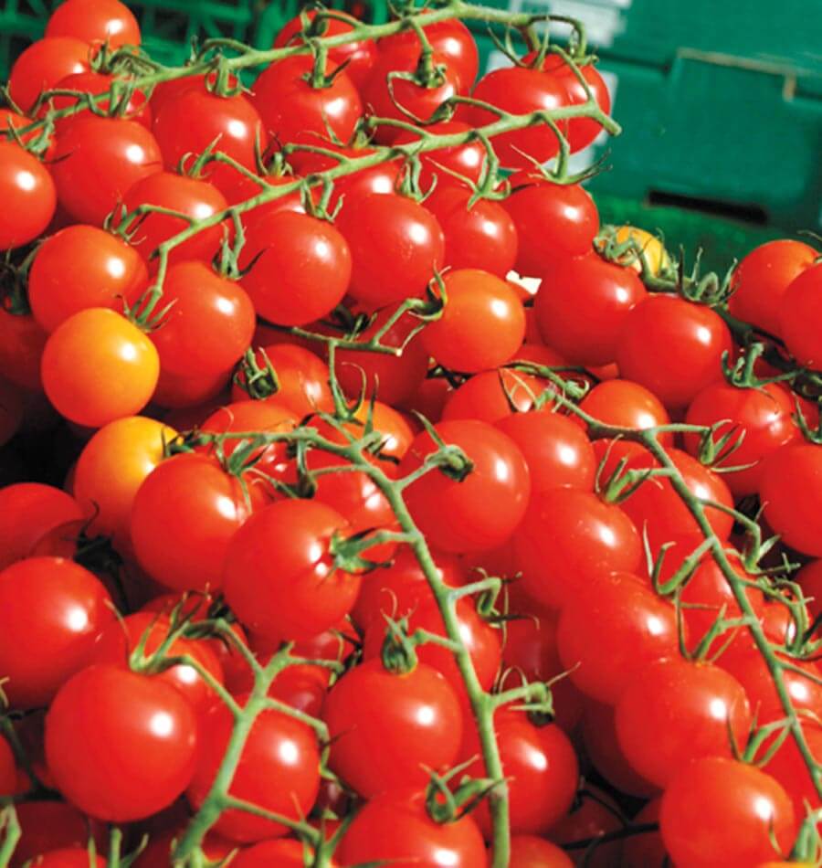 Sweet Million Cherry Tomato Seeds West Coast Seeds