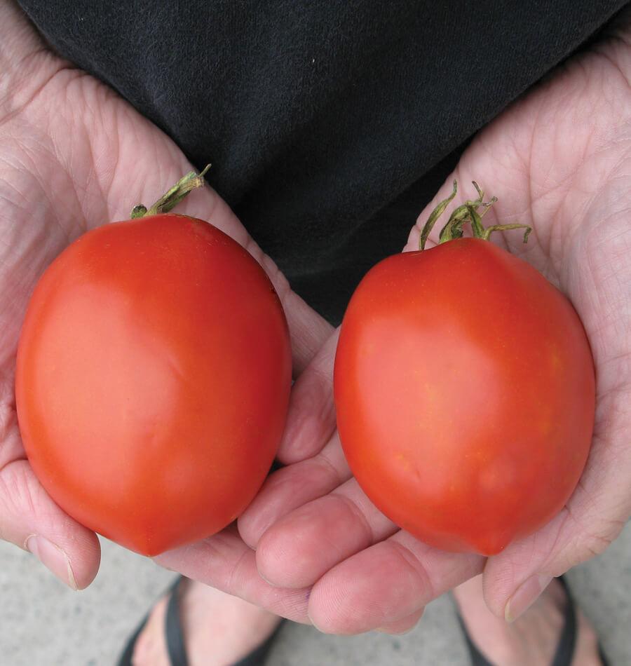 Amish Paste Roma Tomato Seeds West Coast Seeds