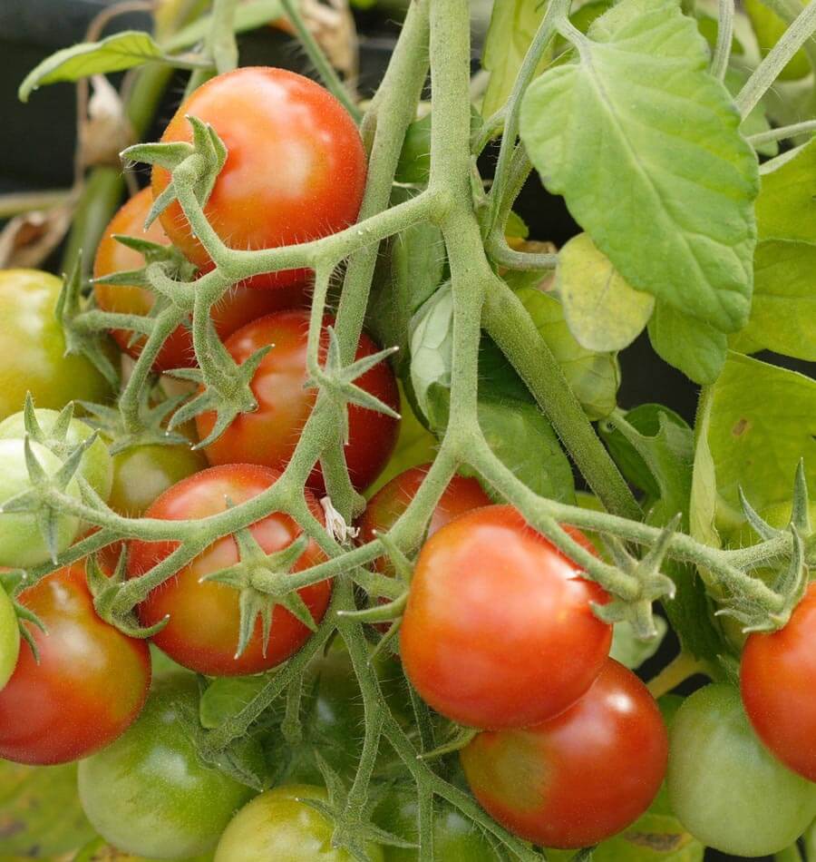 Tumbler Cherry Tomato Seeds – West Coast Seeds