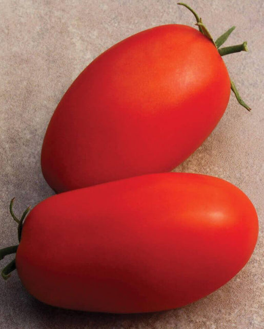 Supremo Tomato Seeds TM829